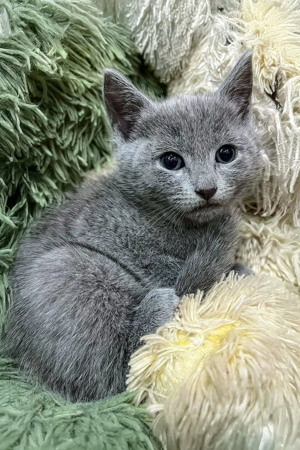 Gray Russian Blue kitten named Camila with stunning blue eyes