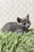 Gray kitten resting on a cozy blanket in the Camila Russian Blue Kitten product