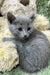 Gray Russian Blue kitten with big eyes in the Camila product line