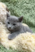 Gray kitten named Camila chilling on a cozy fluffy blanket