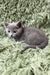 Adorable gray kitten with soft fur from the Camila Russian Blue Kitten collection