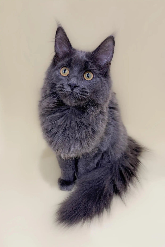 Maine Coon Kittens for Sale Camilla | Kitten