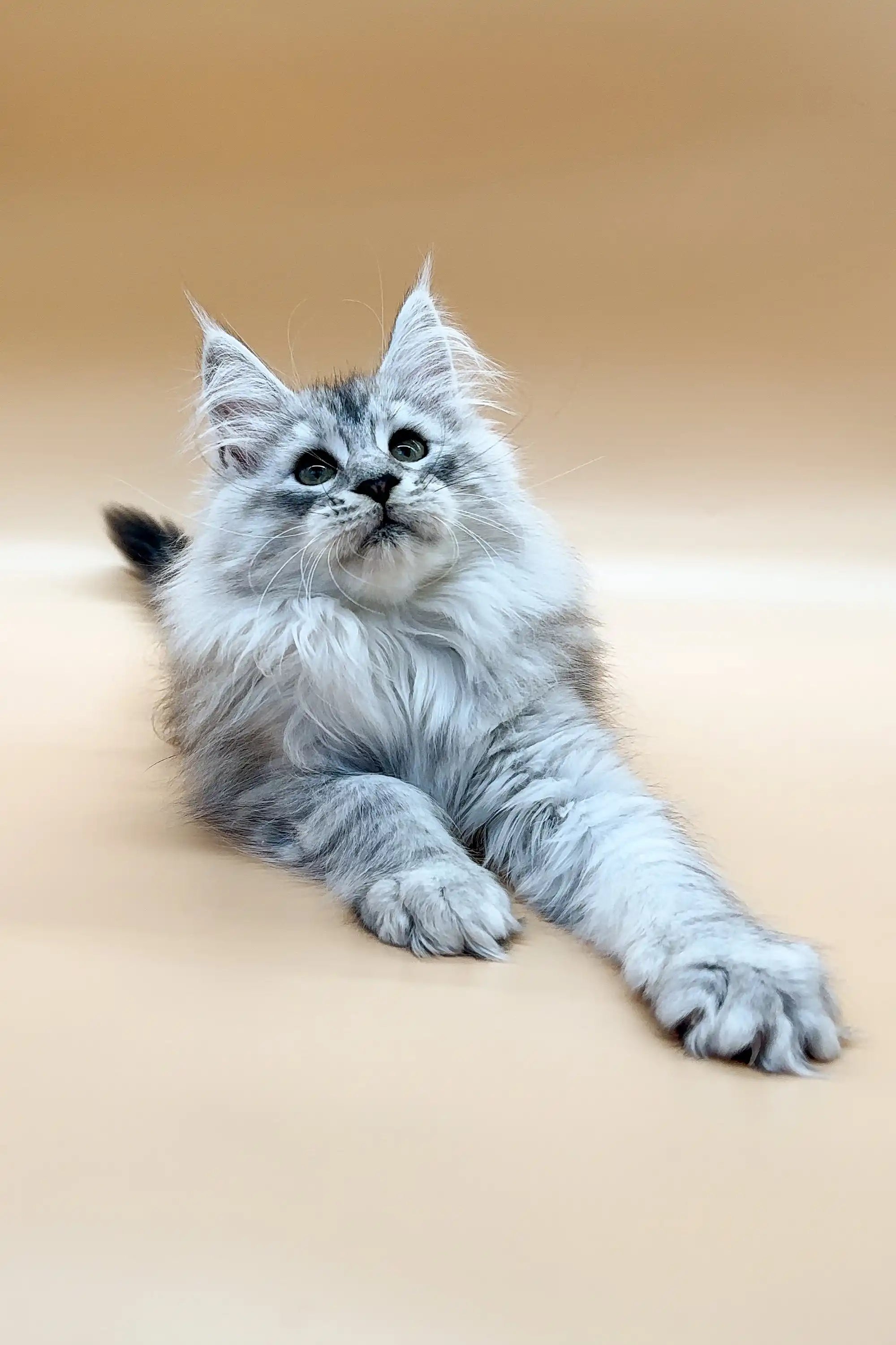 Maine Coon Kittens for Sale Candi | Kitten