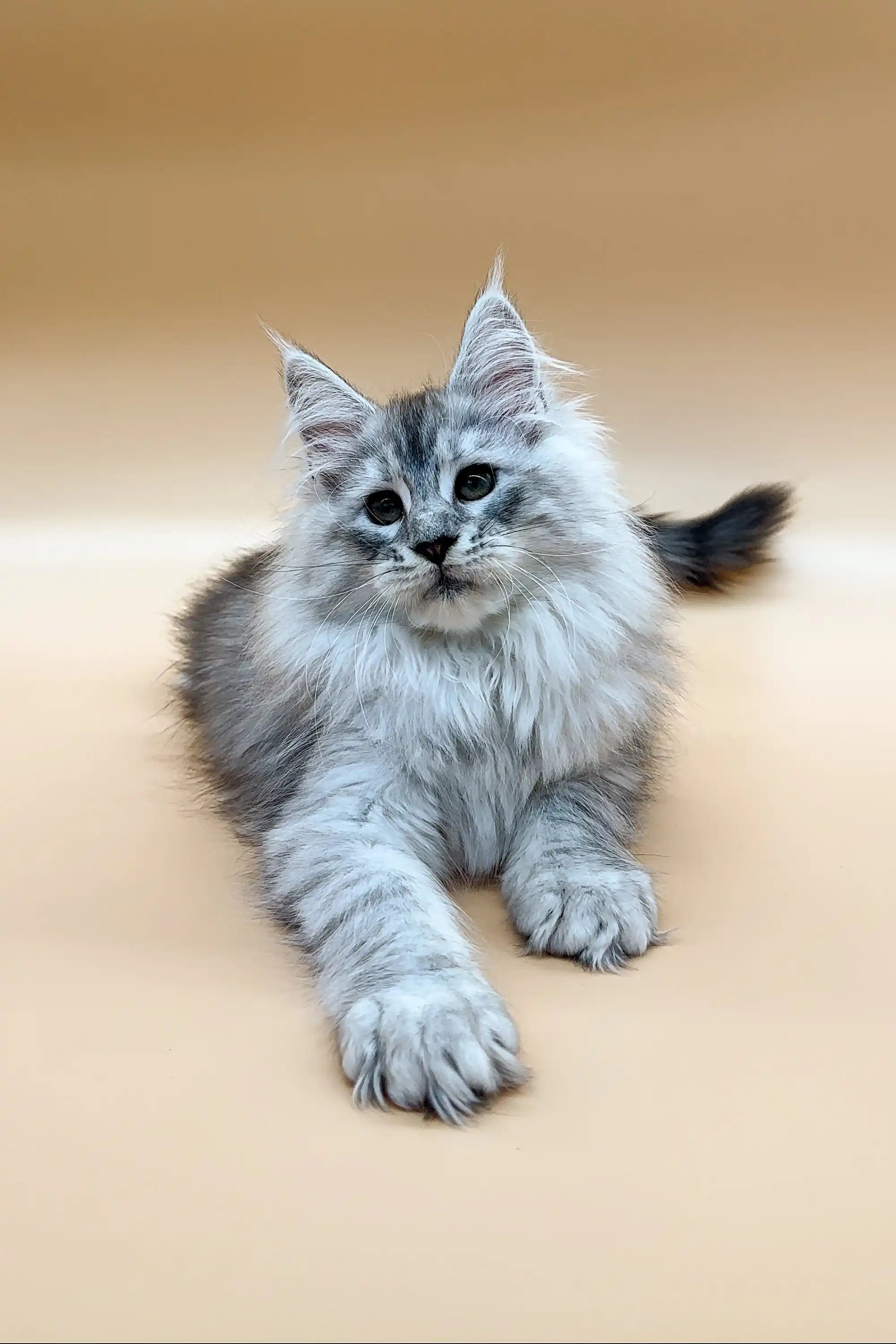 Maine Coon Kittens for Sale Candi | Kitten