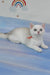 Candy | british shorthair kitten