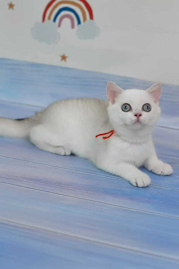 Candy | british shorthair kitten