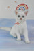 Candy | british shorthair kitten