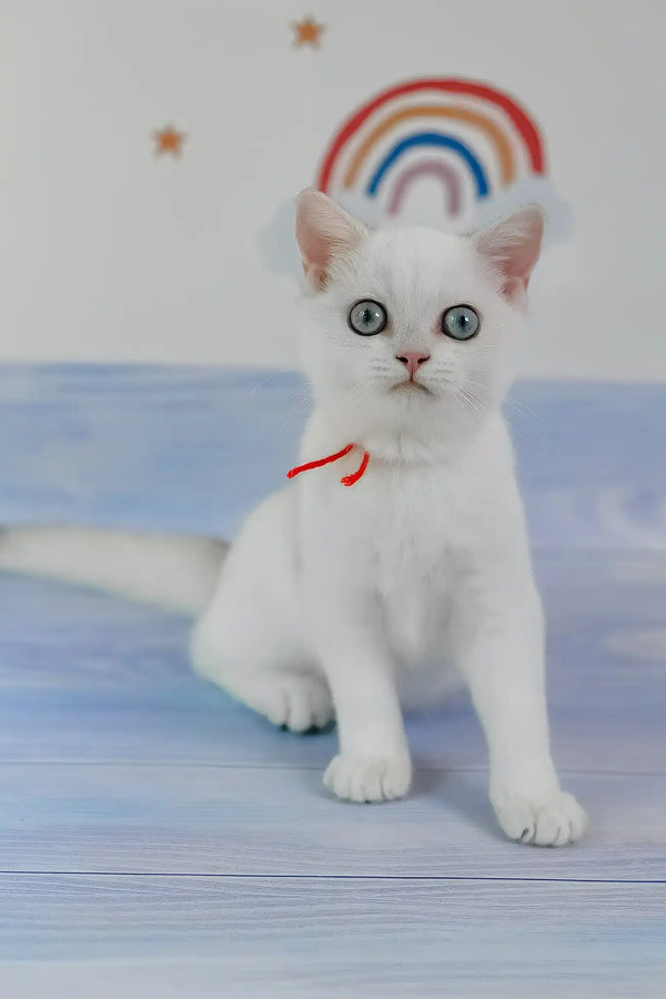 Candy | british shorthair kitten