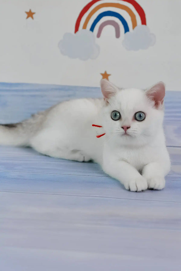 Candy | british shorthair kitten