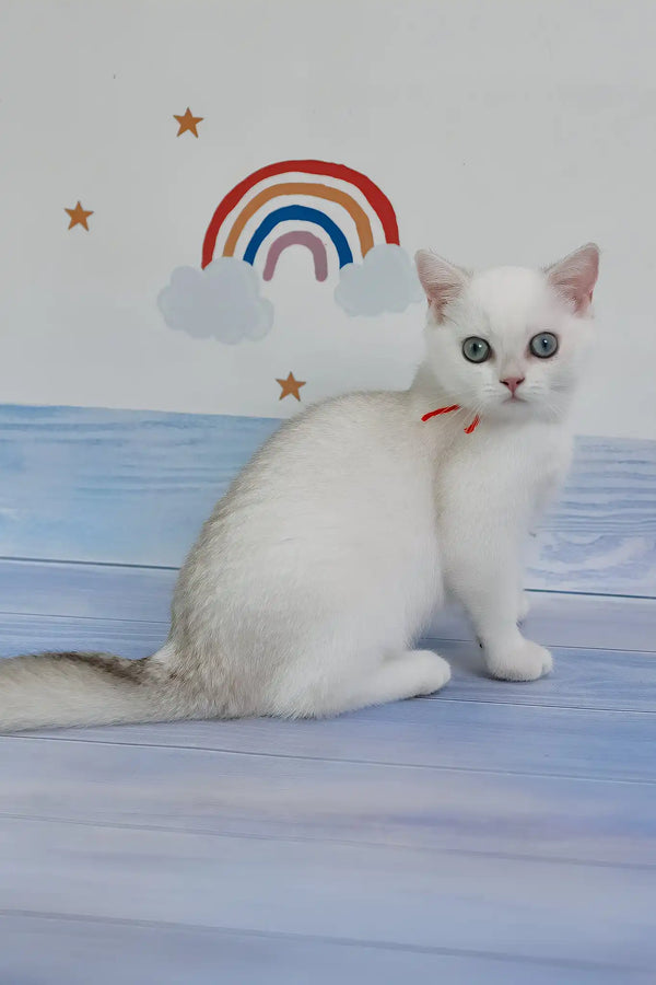 Candy | british shorthair kitten