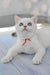 Candy | british shorthair kitten