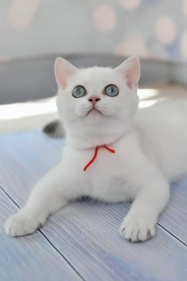 Candy | british shorthair kitten