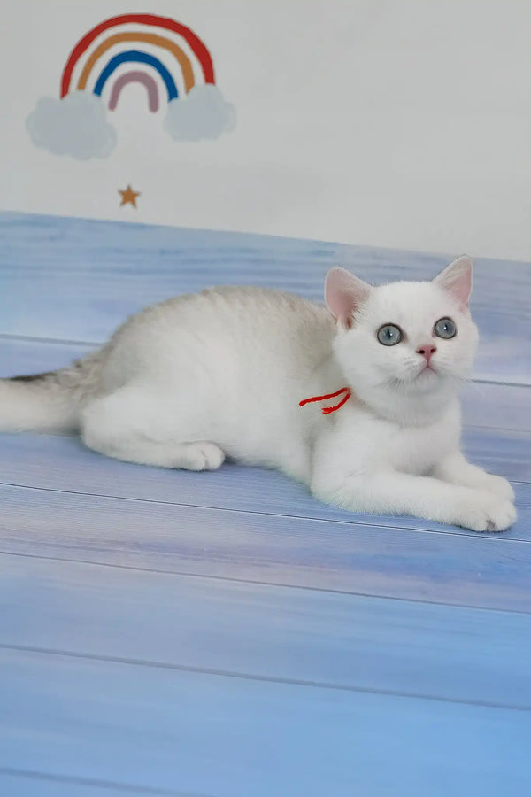 Candy | british shorthair kitten