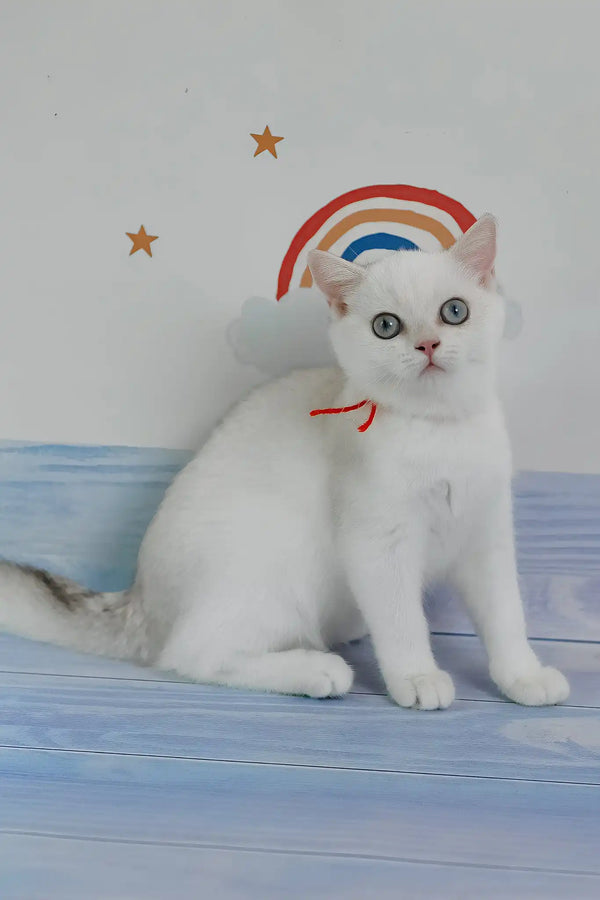 Candy | british shorthair kitten