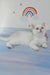 Candy | british shorthair kitten