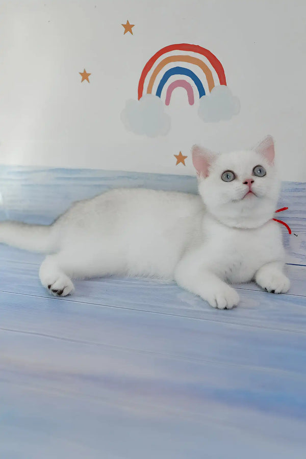 Candy | british shorthair kitten