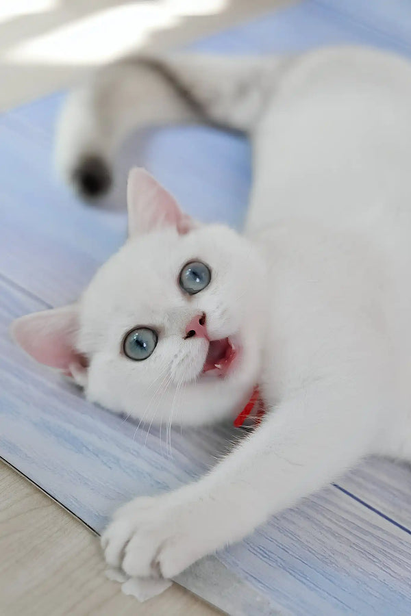 Candy | british shorthair kitten