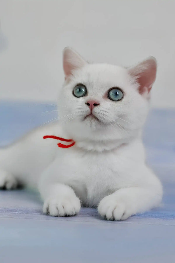 Candy | british shorthair kitten