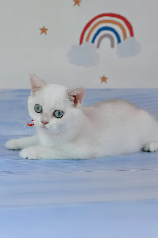 Candy | british shorthair kitten