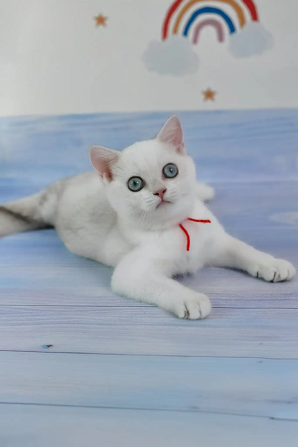 Candy | british shorthair kitten
