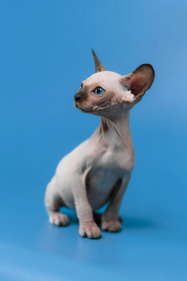 Candy | canadian sphynx kitten