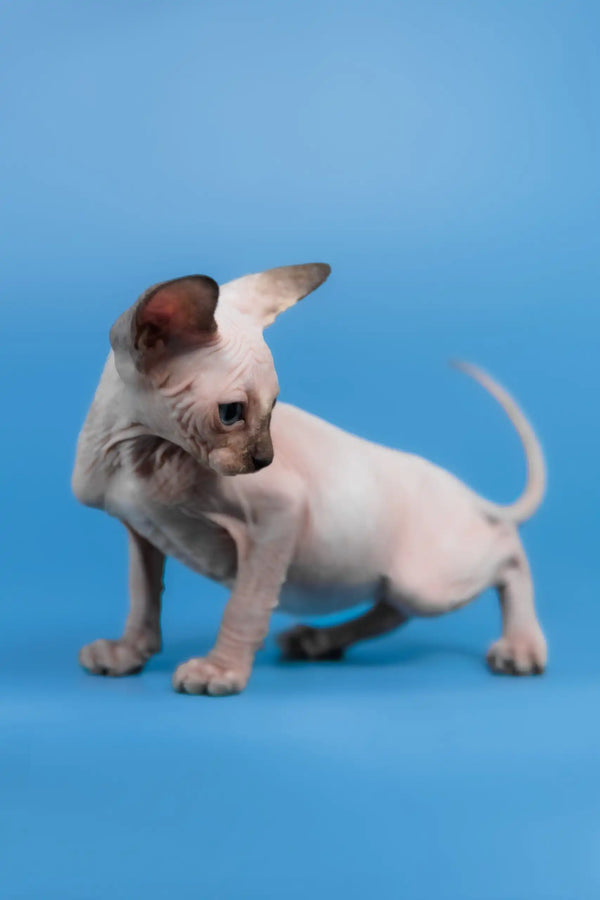 Candy | canadian sphynx kitten