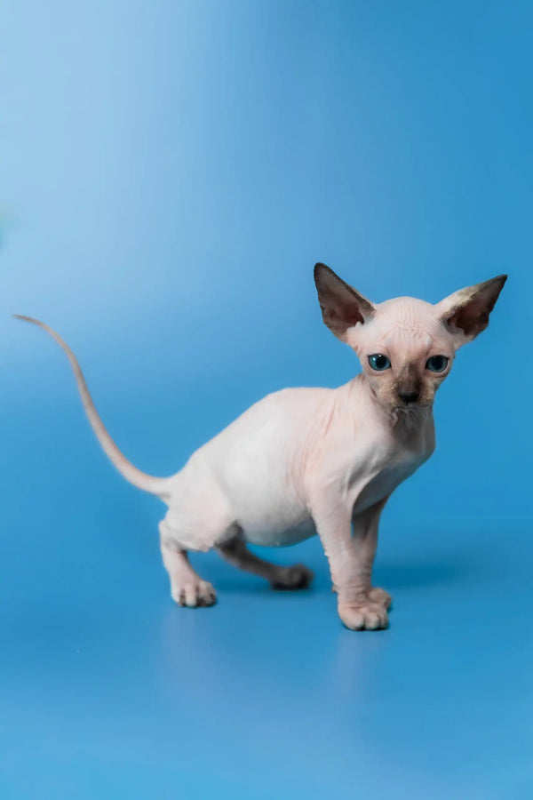 Candy | canadian sphynx kitten