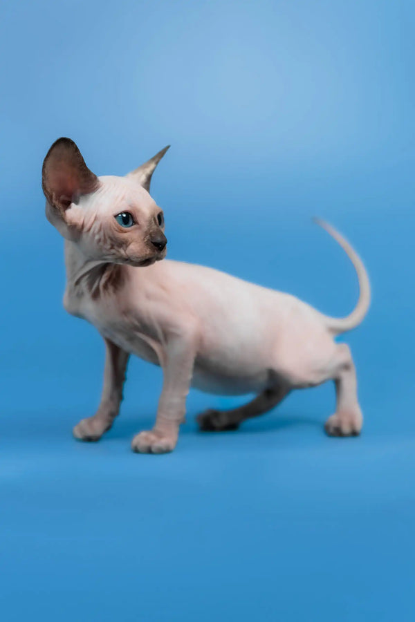 Candy | canadian sphynx kitten