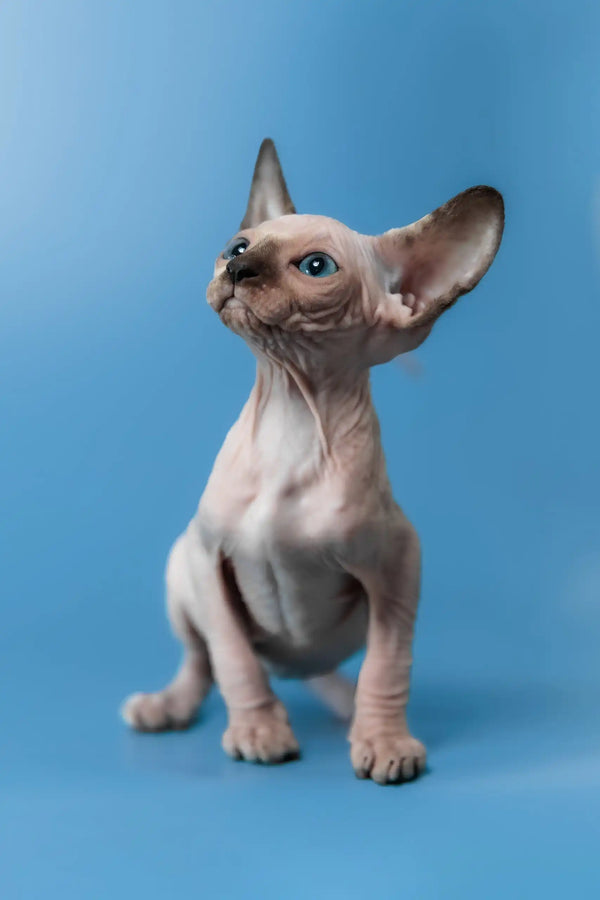 Candy | canadian sphynx kitten