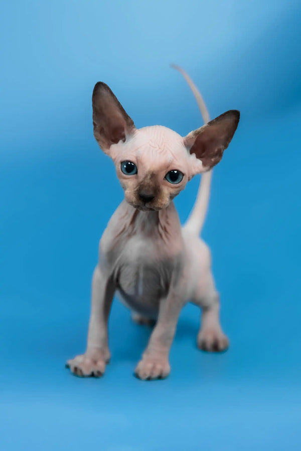 Candy | canadian sphynx kitten