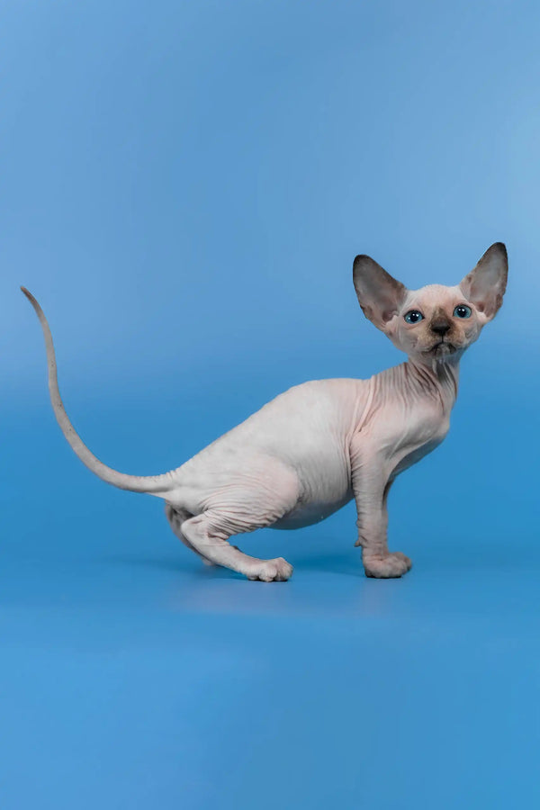 Candy | canadian sphynx kitten