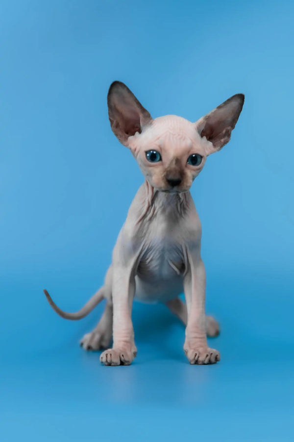 Candy | canadian sphynx kitten