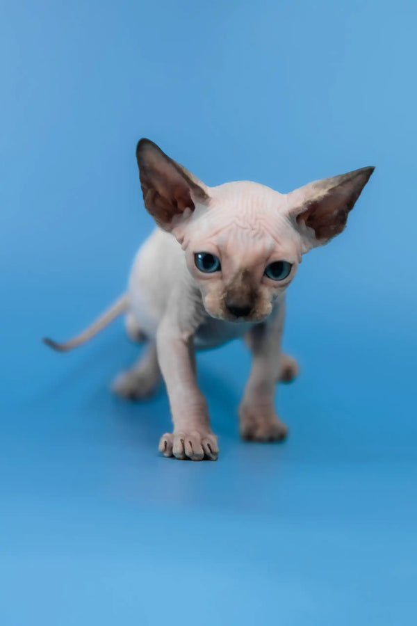 Candy | canadian sphynx kitten