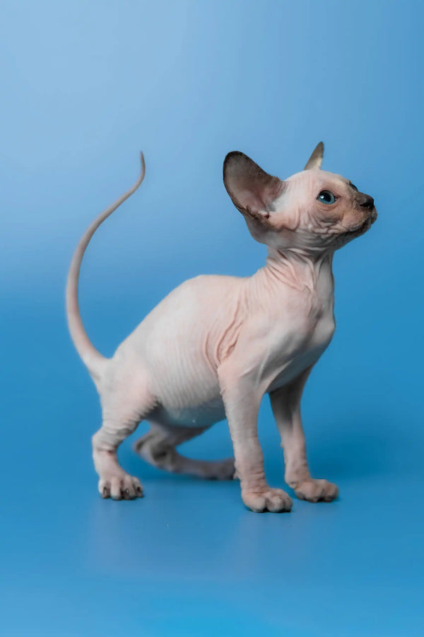 Candy | canadian sphynx kitten