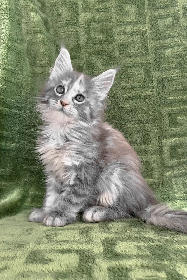 Fluffy gray Maine Coon kitten named Candy, perfect for cat lovers