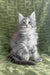 Fluffy gray Maine Coon kitten named Candy looking adorable and playful