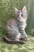 Fluffy gray and white Maine Coon kitten named Candy looking playful and adorable