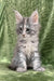 Cute gray and white Maine Coon kitten named Candy looking playful and adorable