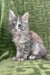 Gray and white Maine Coon kitten named Candy looking adorable and playful