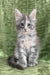 Gray and white Maine Coon kitten named Candy looking adorable and playful