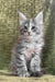 Gray and white fluffy Maine Coon kitten named Candy looking cute and playful