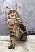 Majestic Maine Coon kitten Cappuchino with long fluffy fur and regal posture