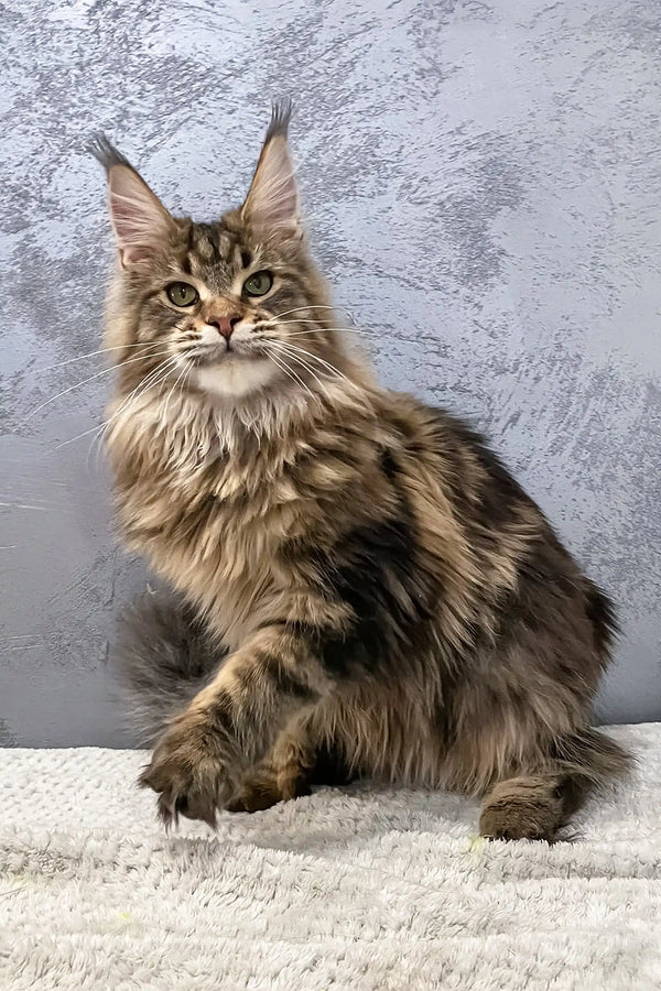 Majestic Maine Coon kitten Cappuchino with fluffy brown tabby fur and cute ear tufts