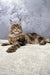 Majestic Maine Coon kitten Cappuchino lounging with fluffy fur and a regal vibe