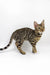 Adorable Spotted Bengal cat from the Caren Bengal Kitten collection