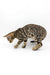 Spotted Bengal cat in the Caren Bengal Kitten product display