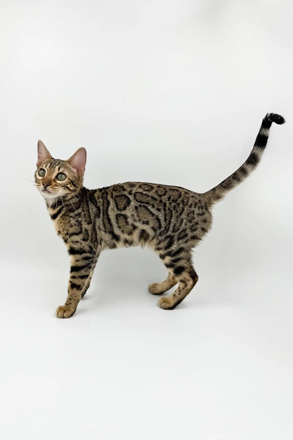 Spotted Bengal cat in the Caren Bengal Kitten product showcasing its playful nature