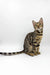 Spotted and striped Bengal cat showcasing the adorable Caren Bengal Kitten product