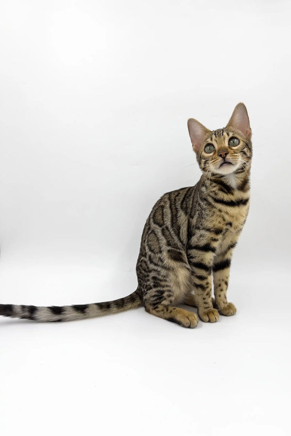 Spotted and striped Bengal cat showcasing the adorable Caren Bengal Kitten product