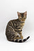 Spotted and striped Bengal cat from the Caren Bengal Kitten collection